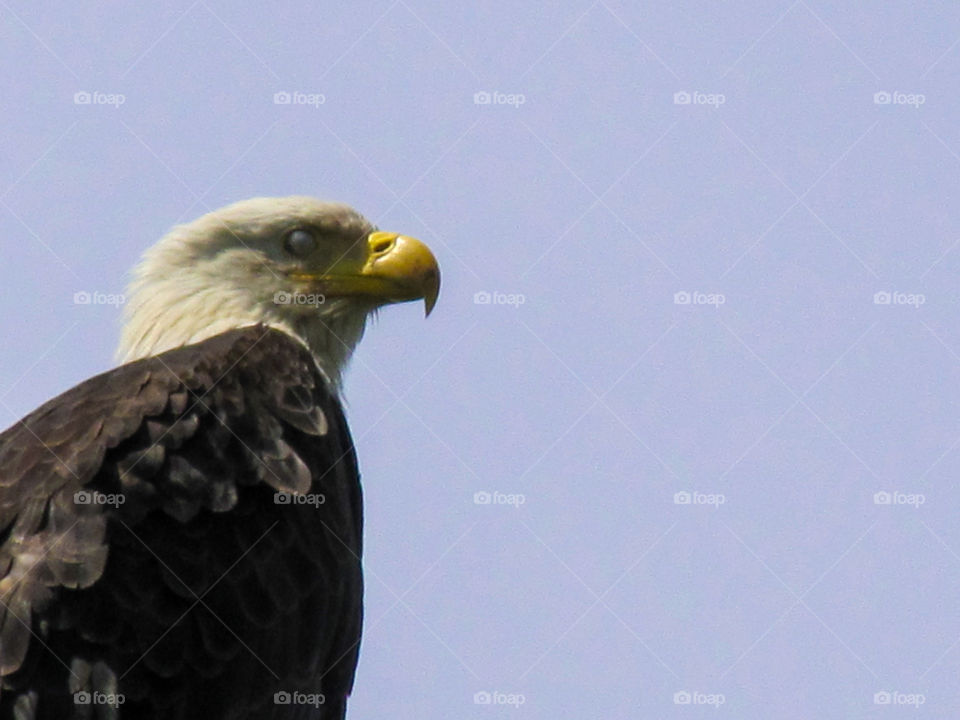 A bald eagle has two outer eyelids that close when he sleeps. To blink an eagle also has an inner eyelid that moves sideways towards the outer eye. This translucent eyelid is used to blink & clean the eye & is called a nictitating membrane. 🦅
