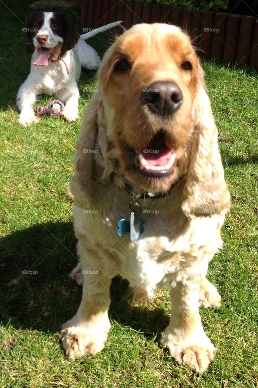 Spaniel perspective