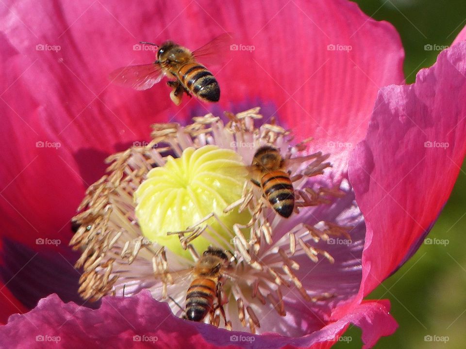 bee