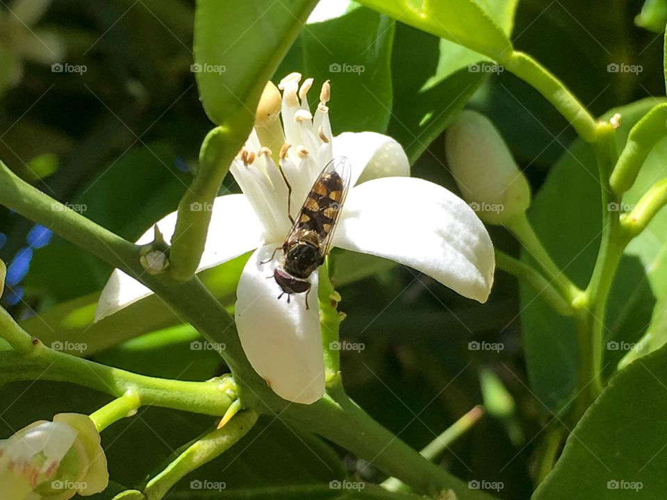 Full body shot of colourful and translucent banded bee on soft white orange blossom petal
