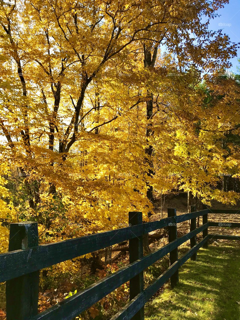 Fall colours on the trees