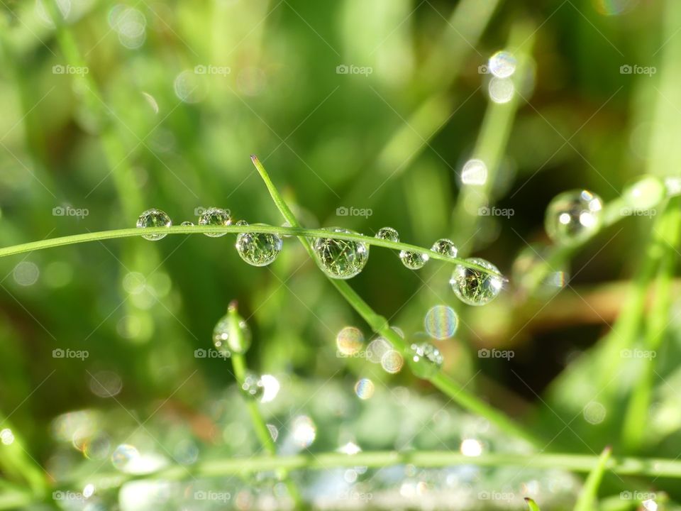 wet grass