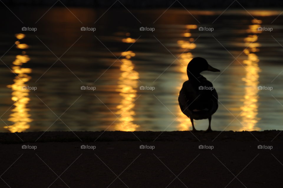a duck watching the night lights