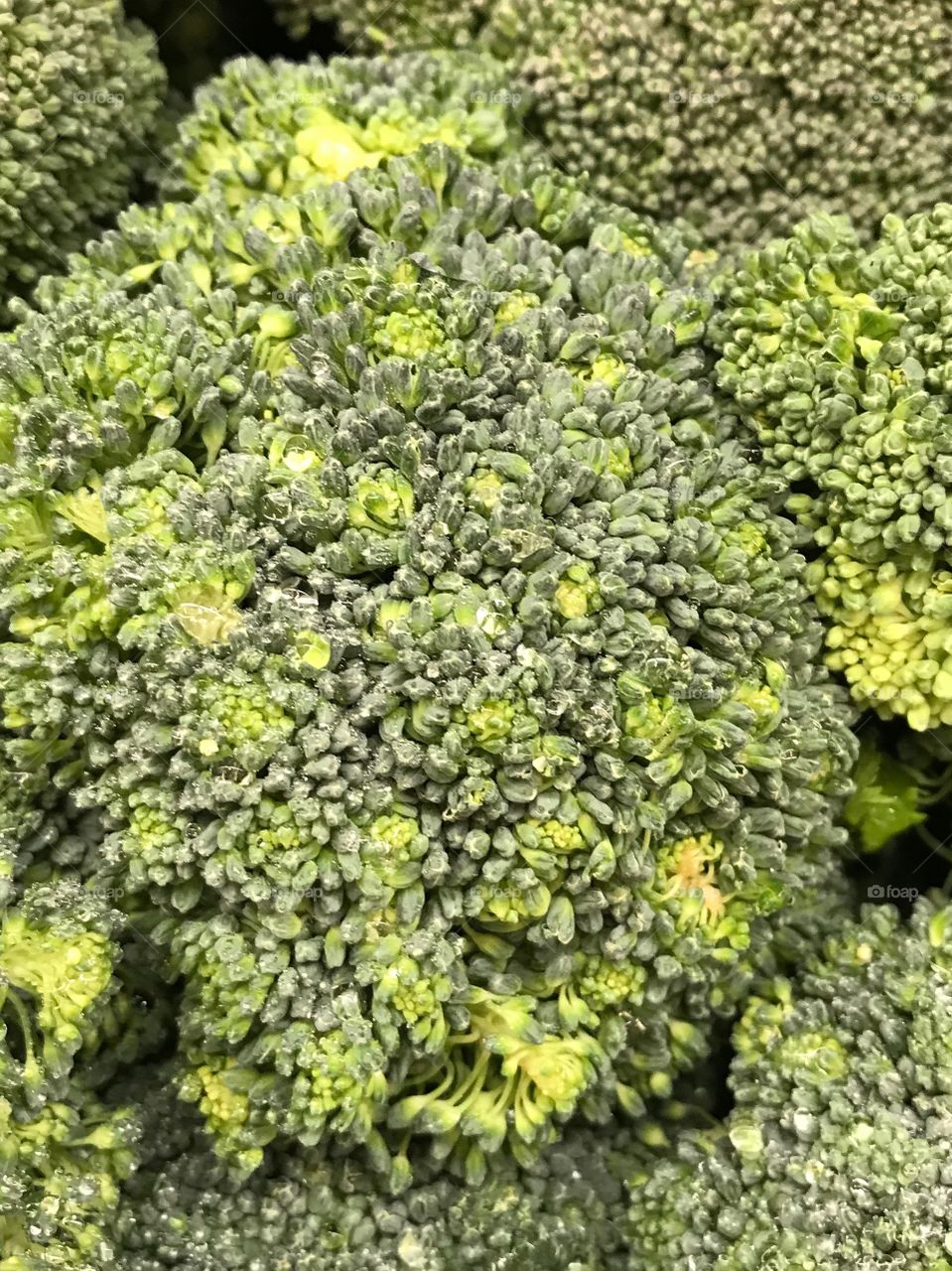 Fresh  Broccoli close up