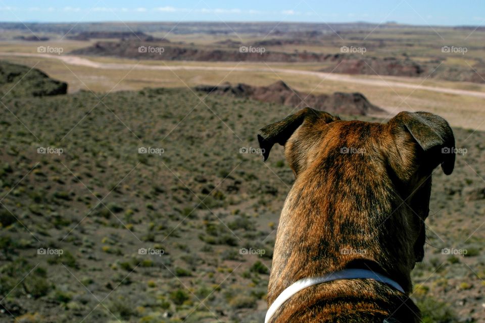 Sable dog in front of Arizona desert canyon