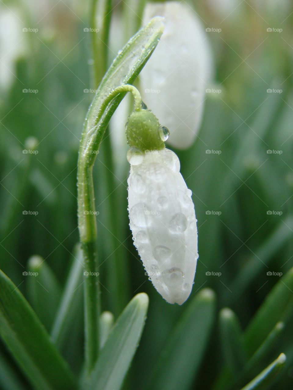 Water drop on flower