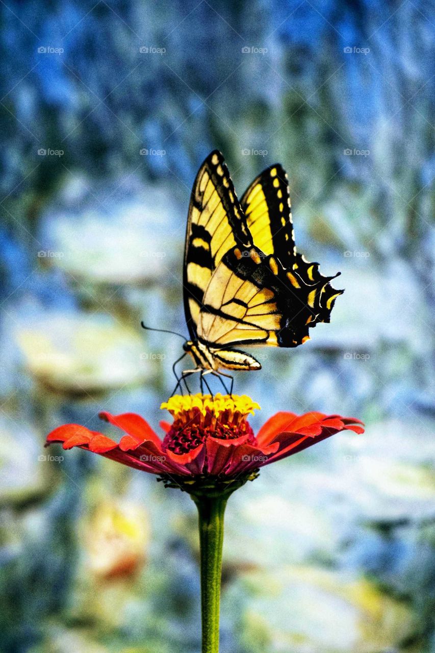 Garden Beauty