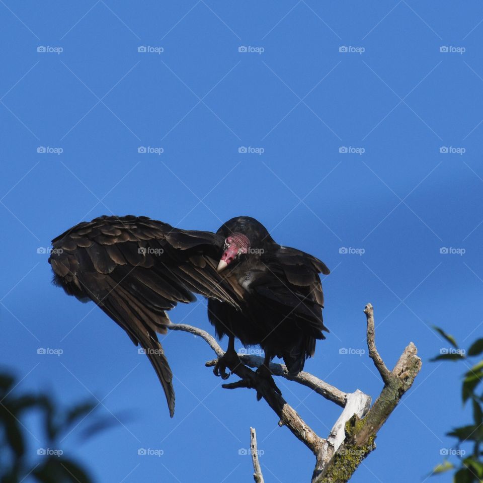 Turkey Vulture 