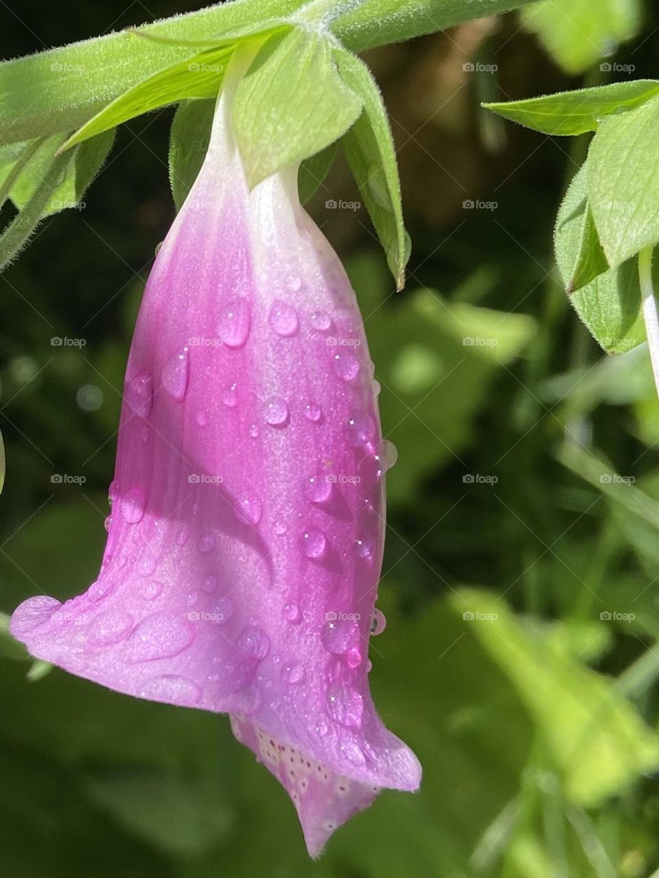 Raindrops glistening on a pink flower after a springtime shower.