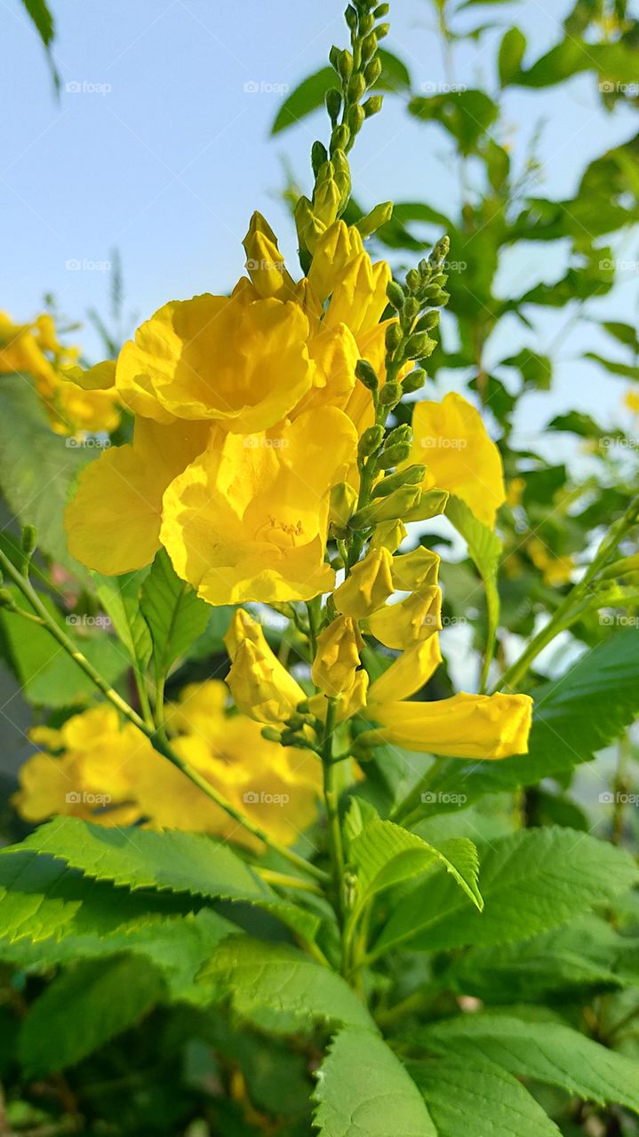 Lovely and grand Bloom of bright Yellow Tecoma stans.