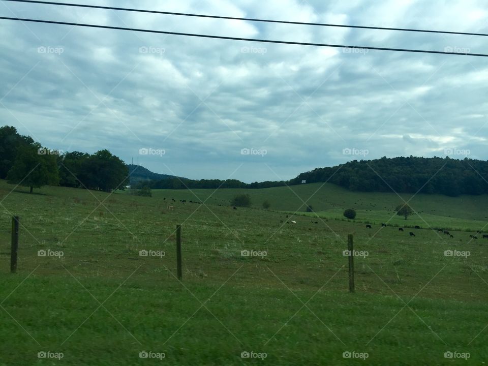 Bluegrass rolling Hills Kentucky