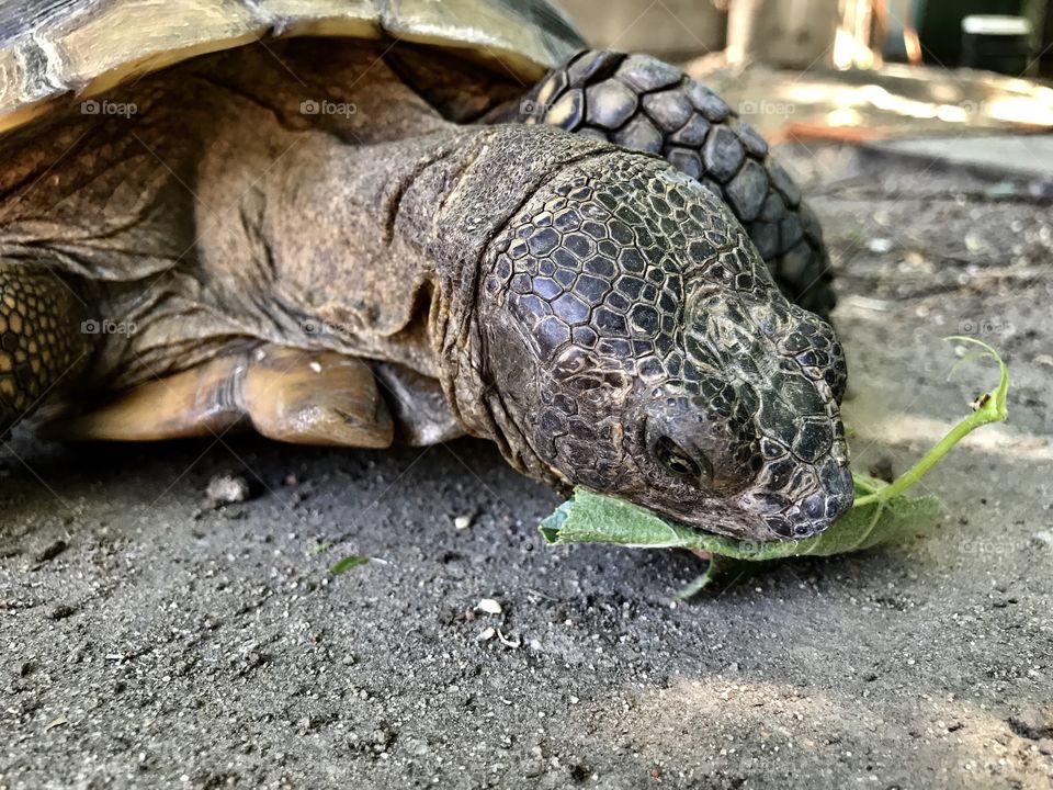 Chew the food really good before swallowing 