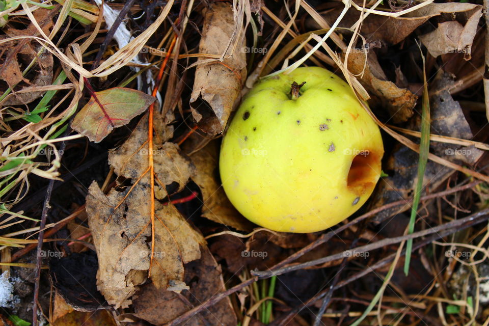 Yellow apple on the ground with leaves