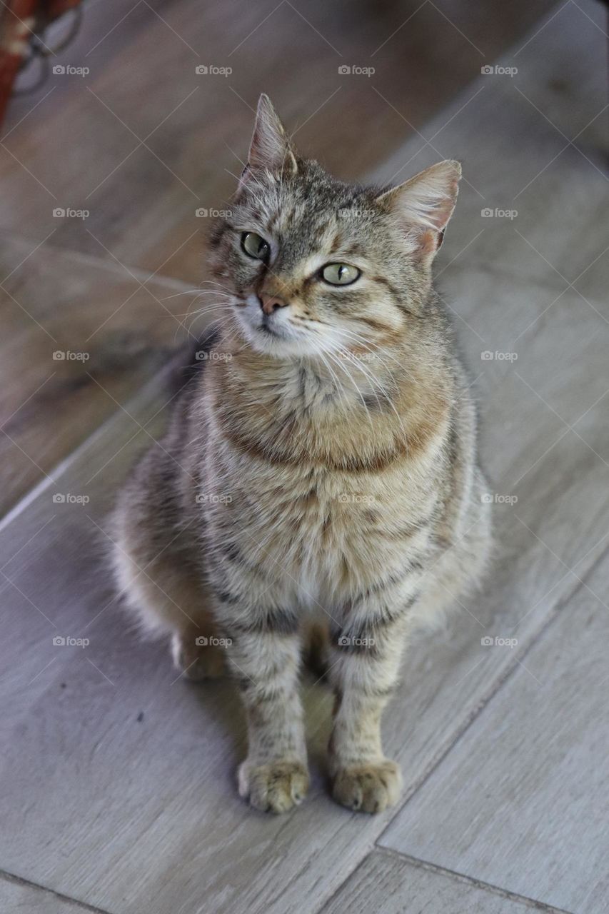 A portrait of a cat - animal portrait