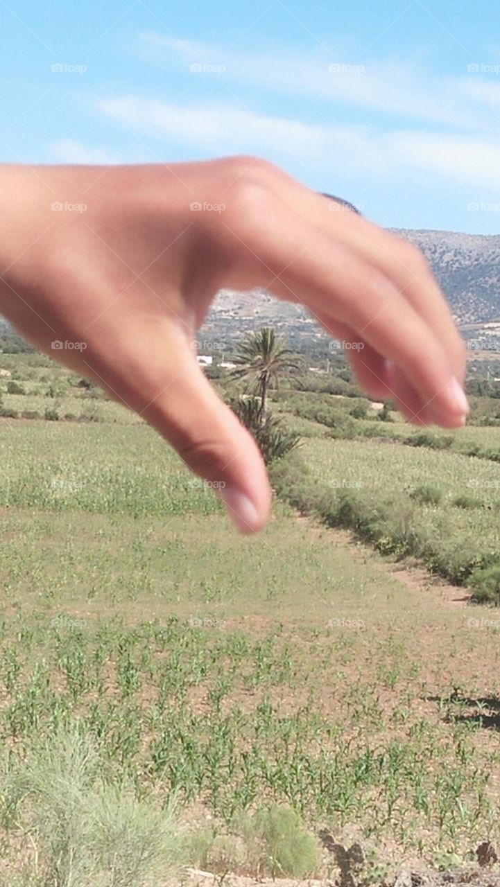 A hand dominate a palm tree.