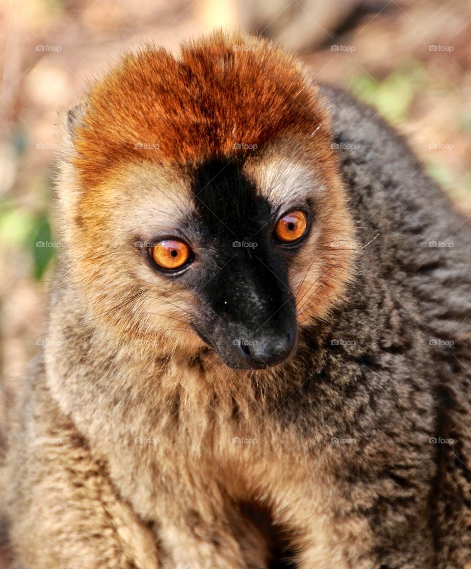 Lemur