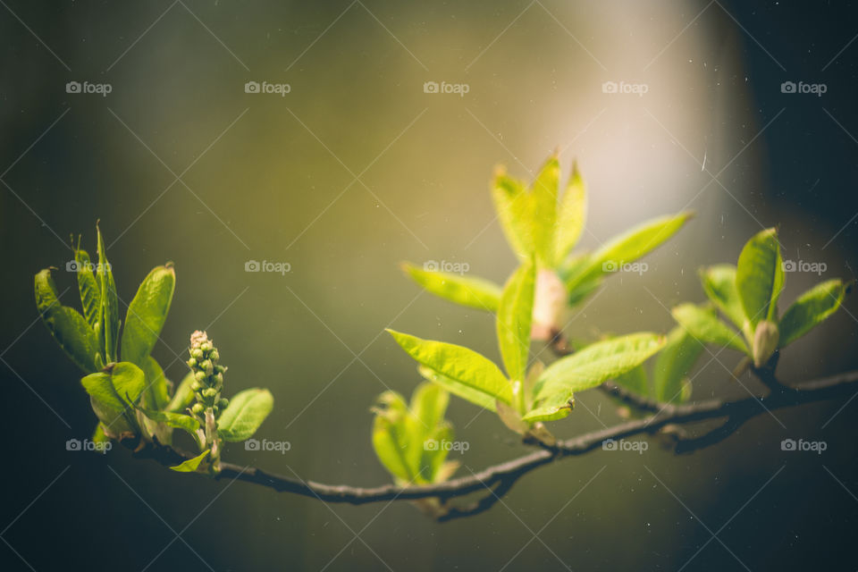 On a branch of a tree in the spring bloom the first leaves