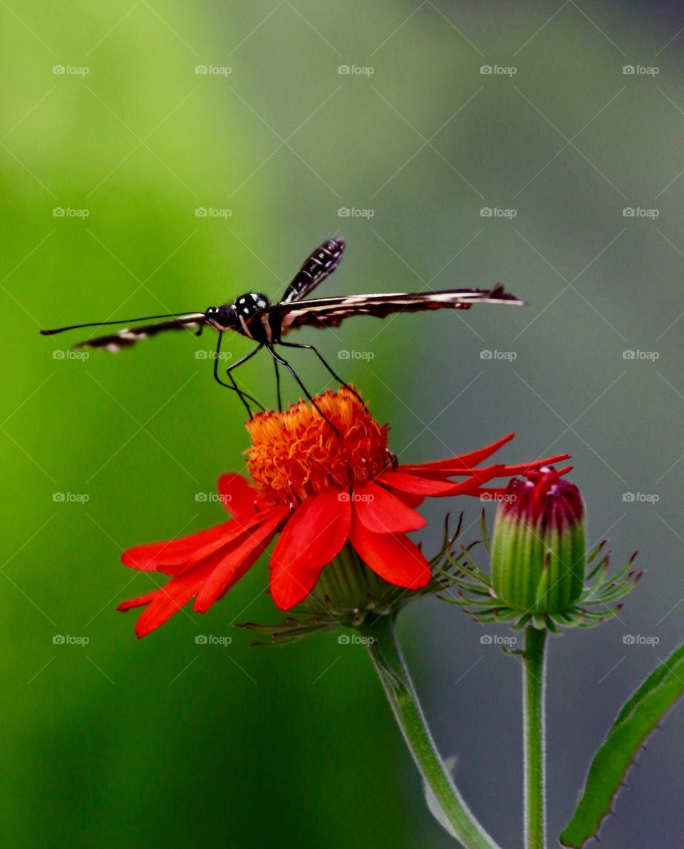 Sleek butterfly on large red tropical flower