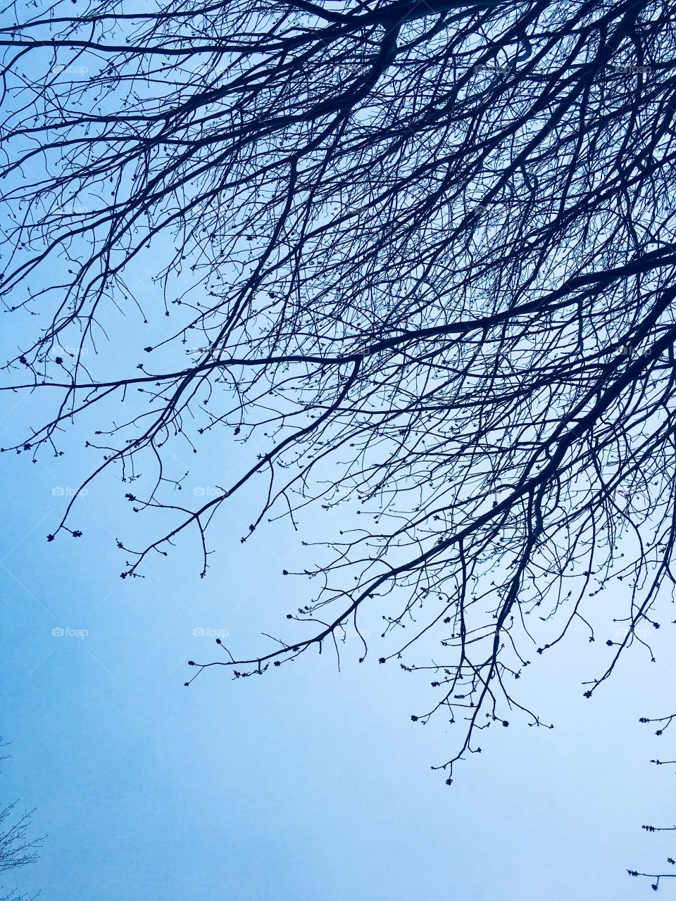 The trees are leafing out