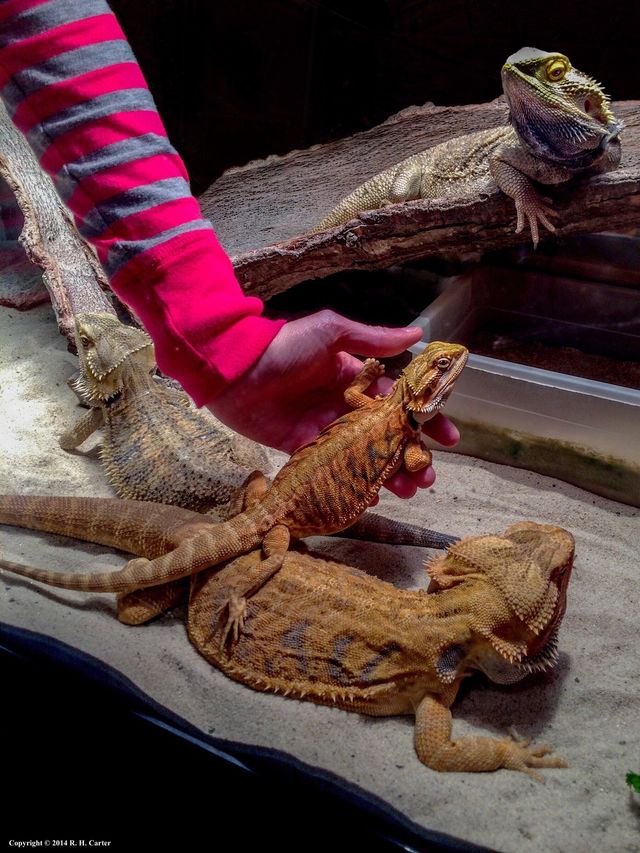 Beardies!