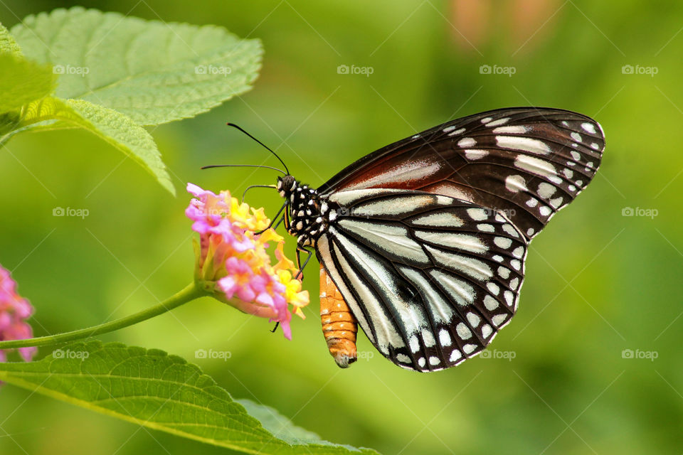 butterfly suck nectar on flower.