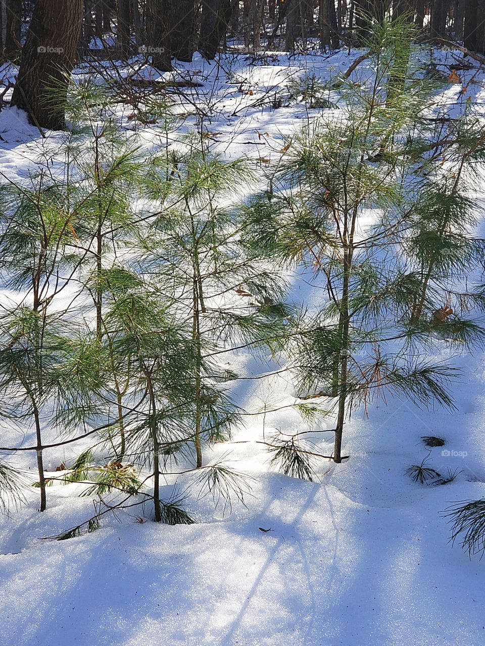 tiny pine trees in the snow