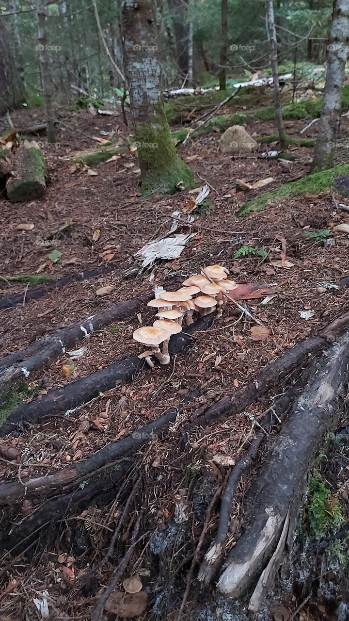 Forest Fungi