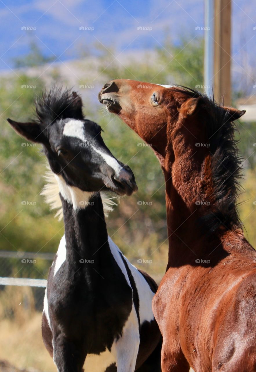 Two wild American mustang colts interacting head to head