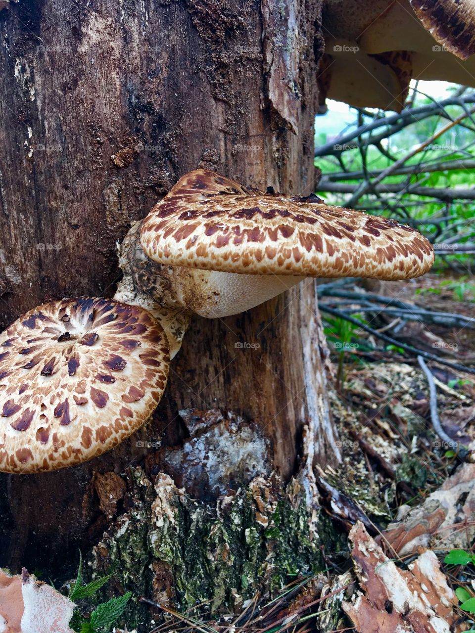 Shelf mushrooms 