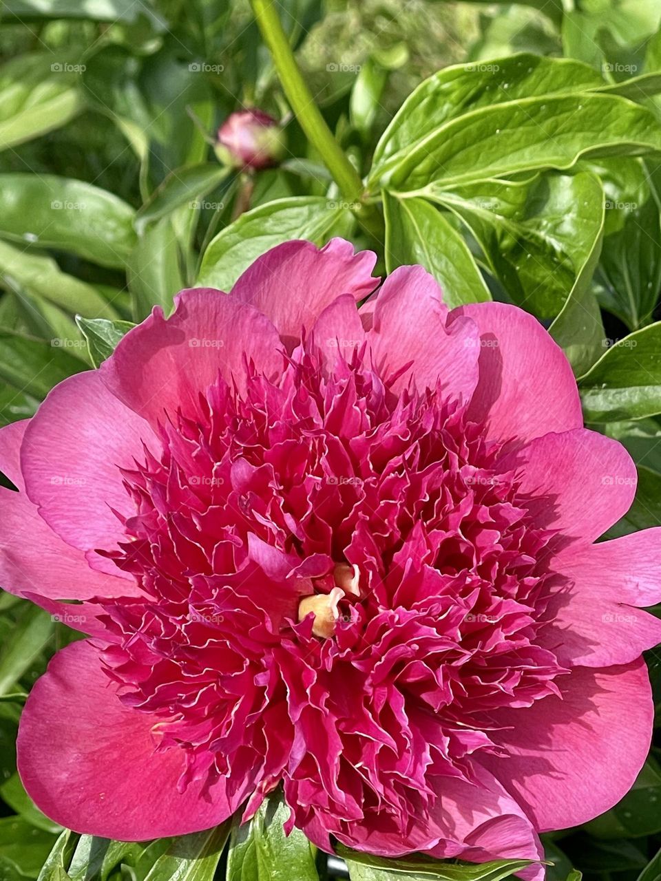 Garden peony. Featuring large,lush, beautiful bloom brings grace and beauty to the garden. 