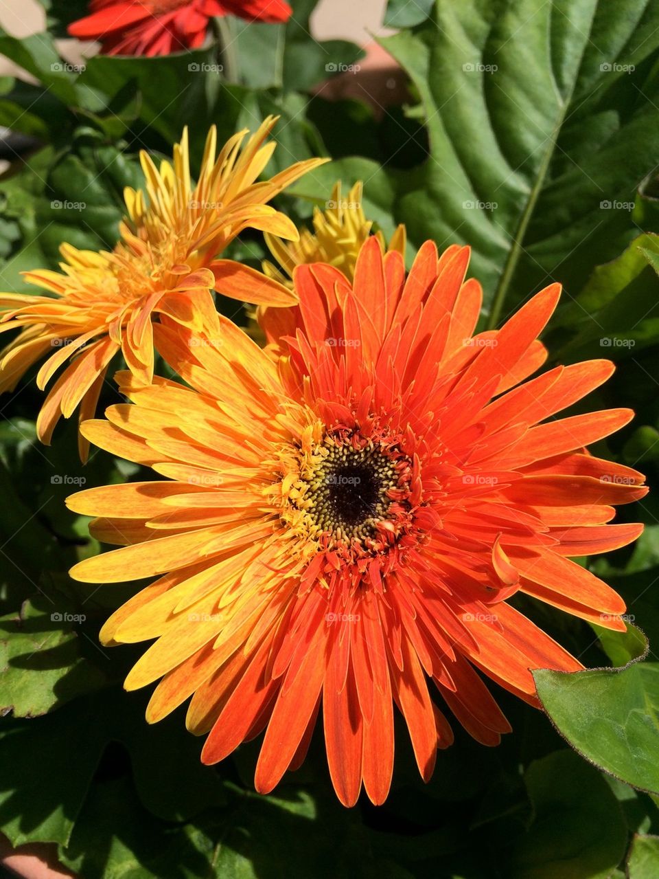 Close-up of a flower