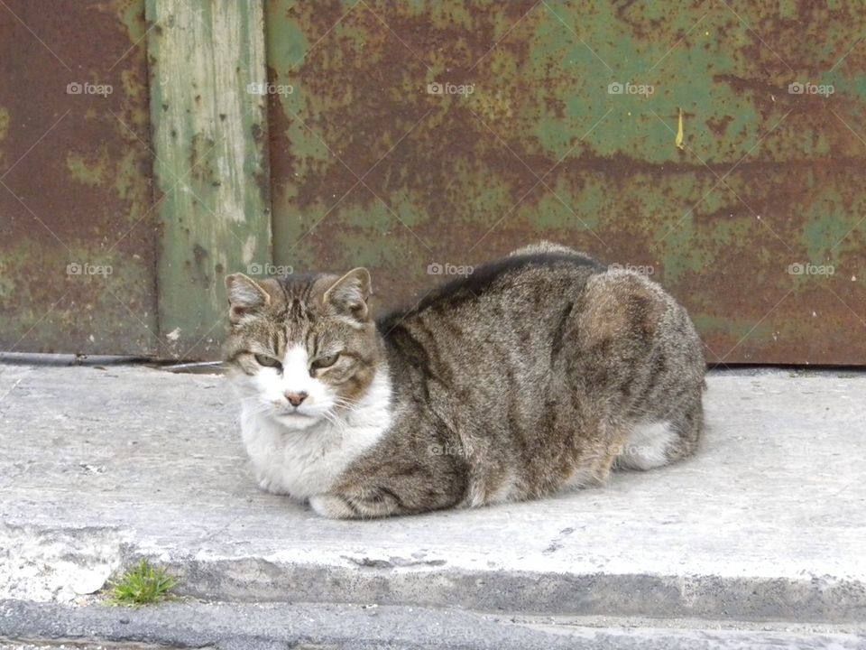 Stray cat 
