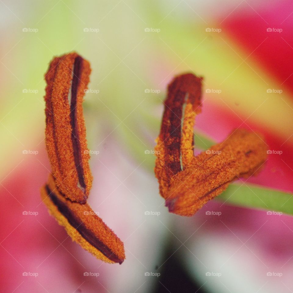 stamen
