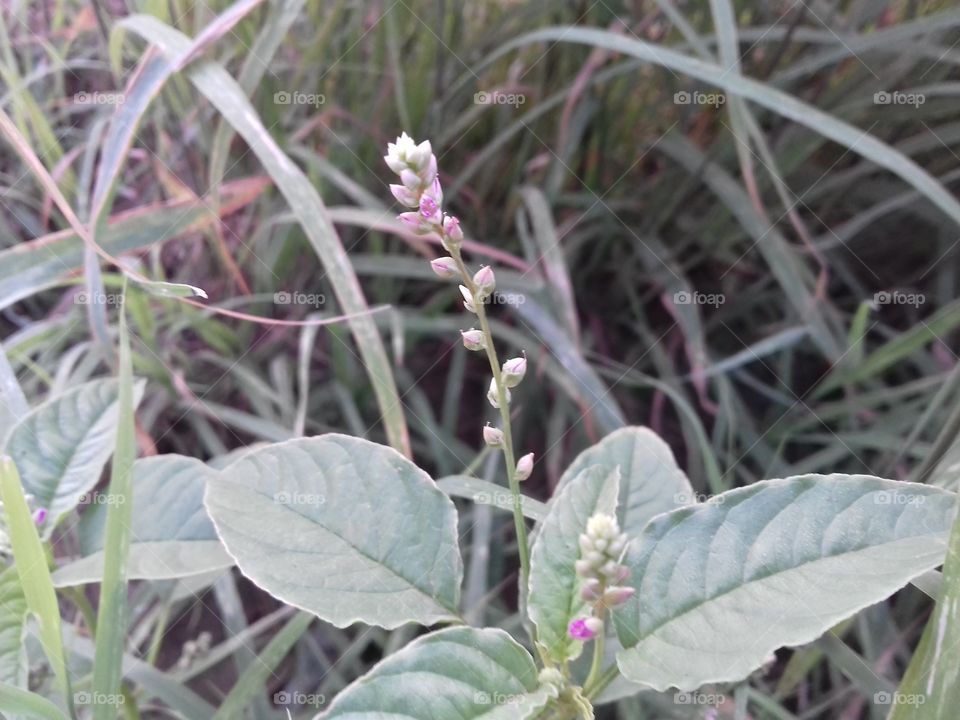 Green grass are easily found in grassland area.This is the most popular grass plant in india.