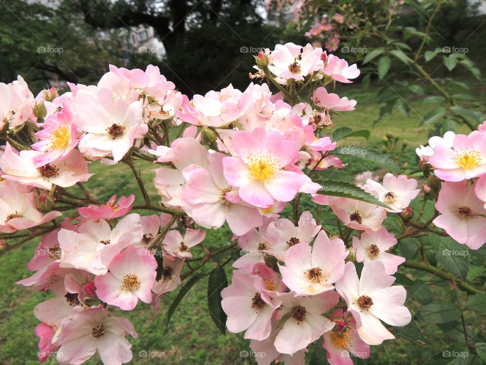 Elevated view of pink flowers