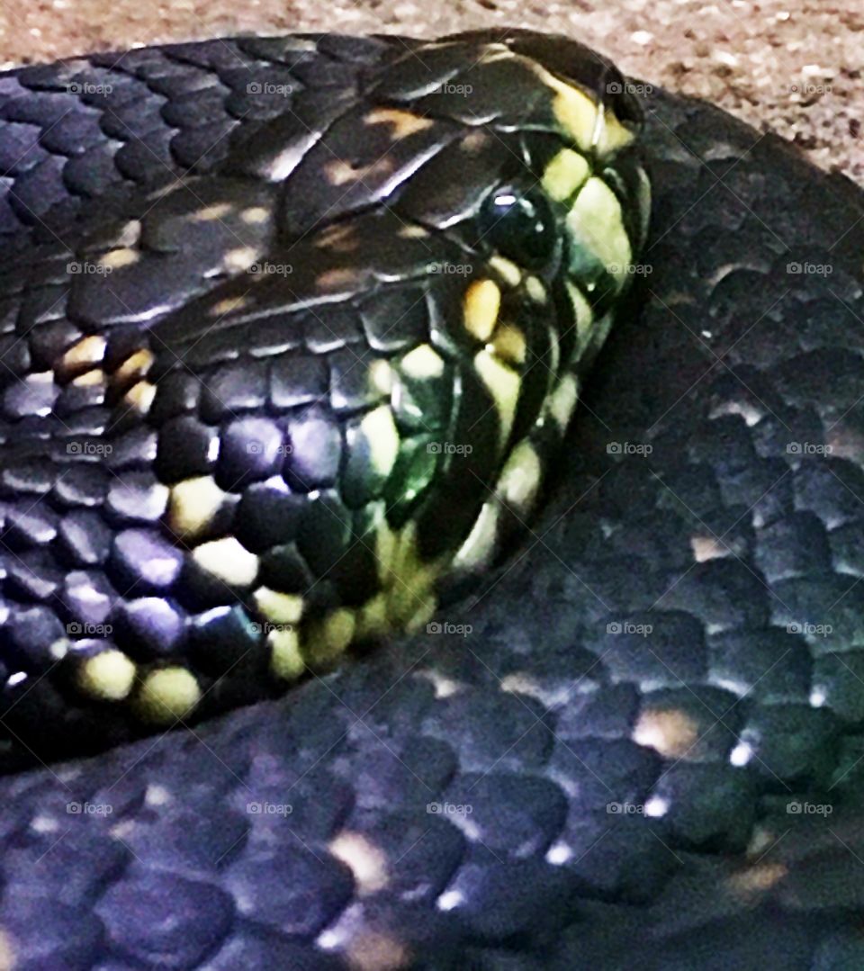 Python patience 