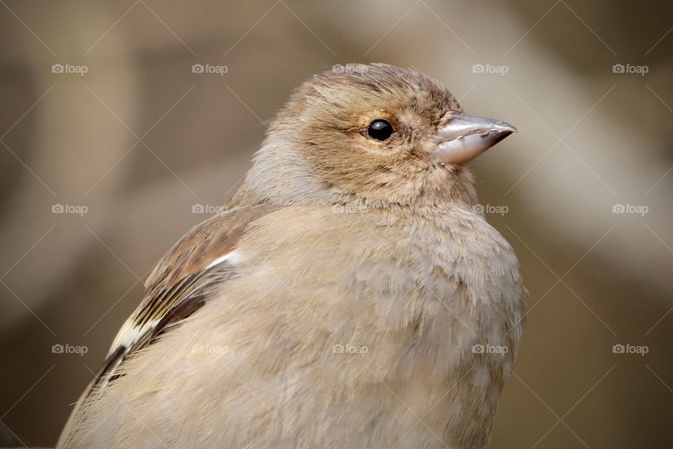 Chaffinch 