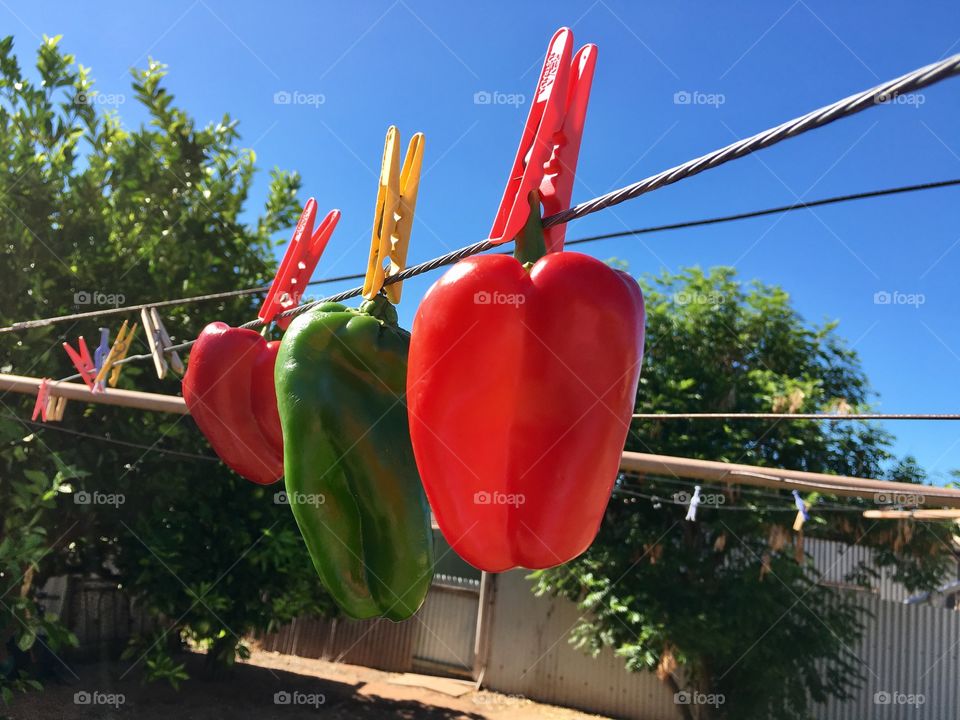 Red capsicum sweet bell peppers hanging from clothesline against bright blue sky, 