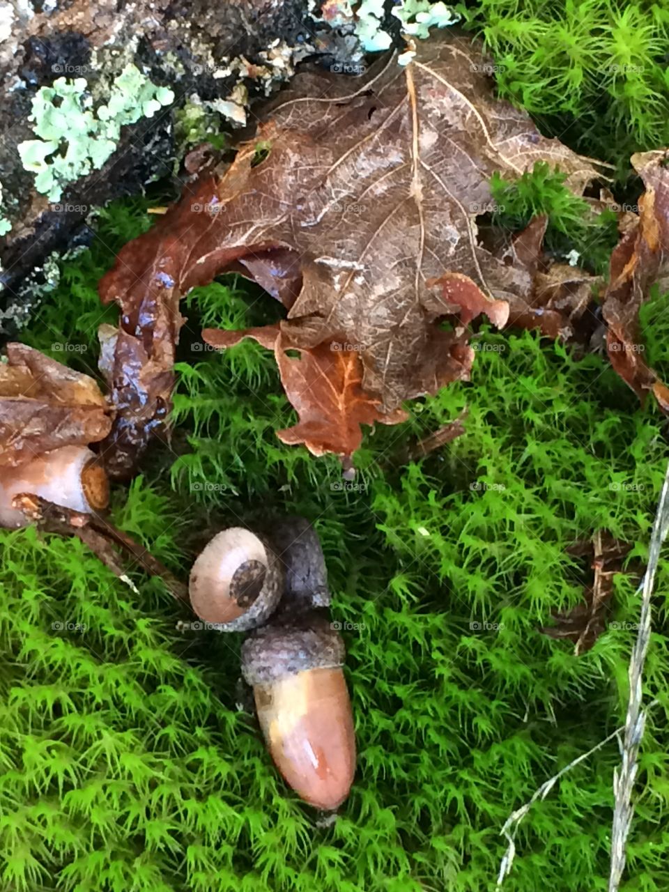 Oak leafs on moss 