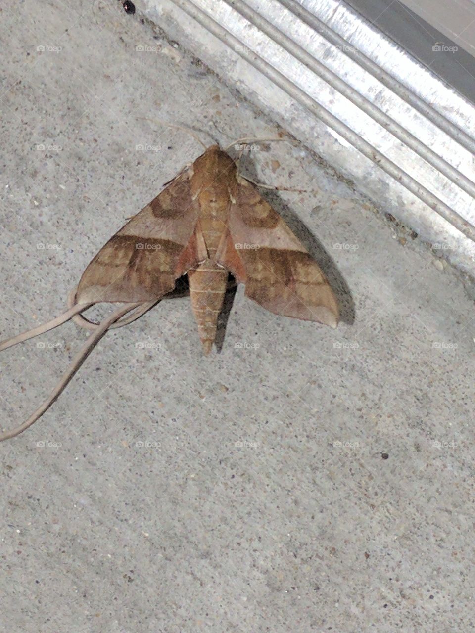 moth