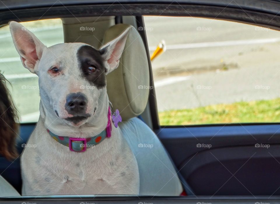 Bull Terrier. Bull Terrier With Eye Spot
