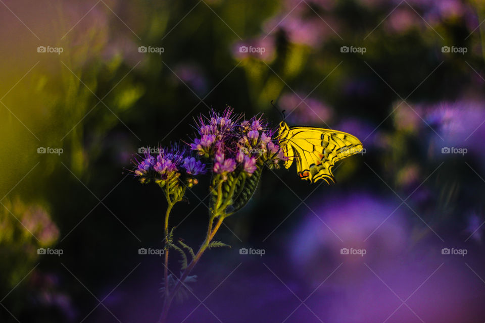 butterfly sitting on a purple flower