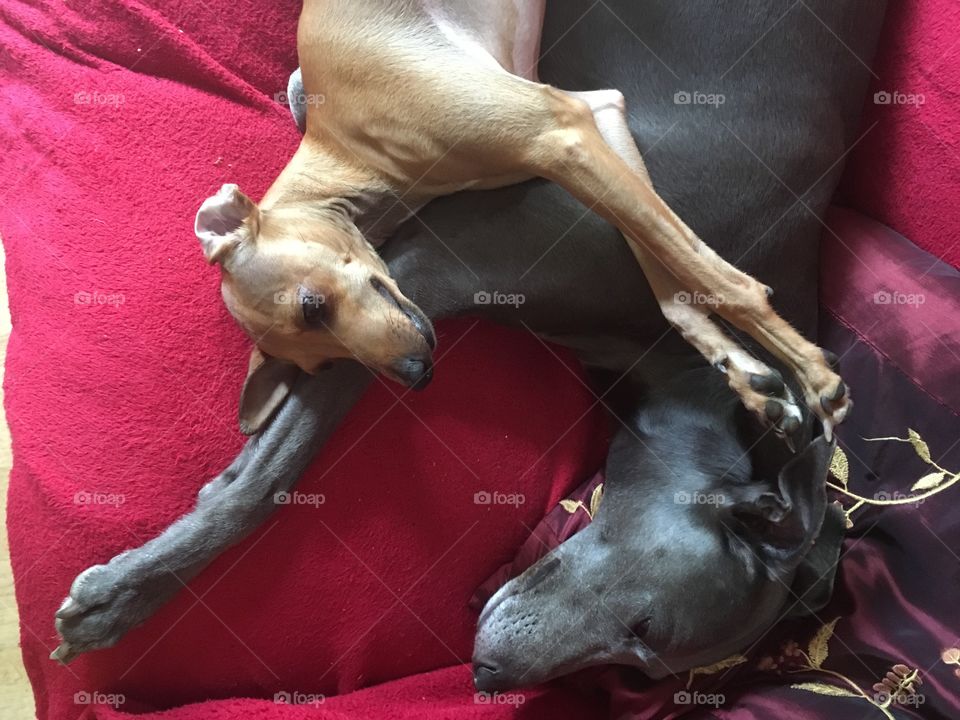 Amber the Italian greyhound puppy laid on the sofa relaxing with Libby the whippet 