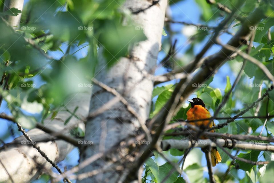 Oriole 