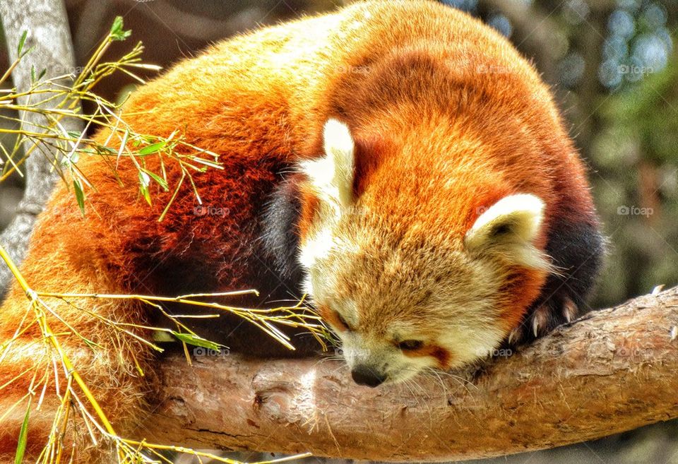 Red Panda