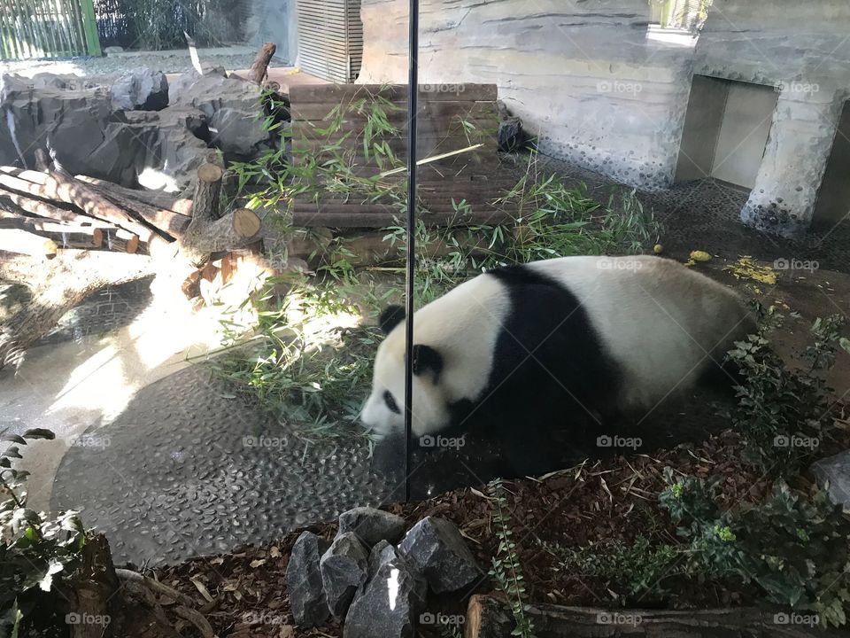 Panda in Berlin