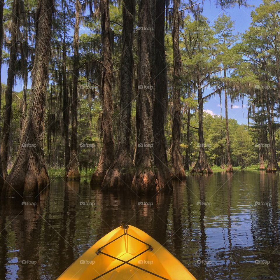 Swampy. Kayaking through the Cypress swamp on Lake Bradford in Tallahassee, FL.