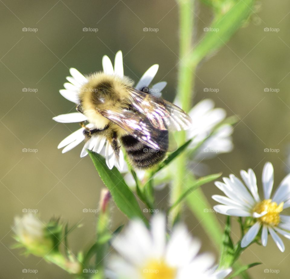 Bee. 