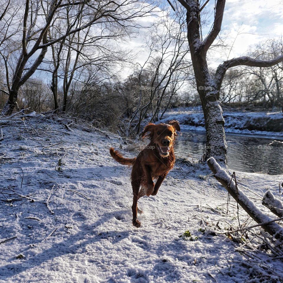 Happiness is … running free in overnight snow 🐶⛄️