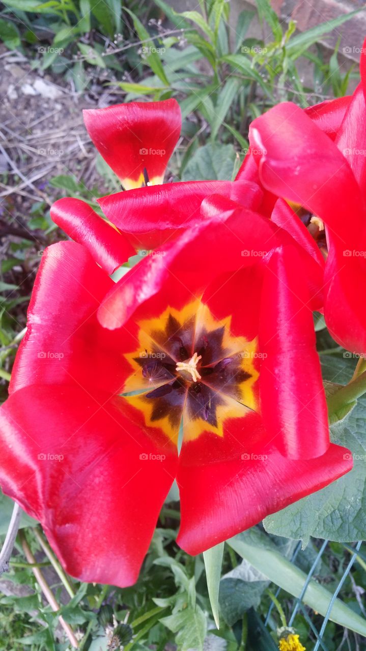 gorgeous red fully opened tulip